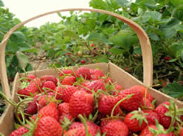 oogsten van aardbeien